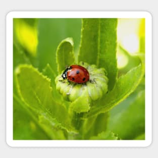 Macro Ladybug on Garden Plant Sticker